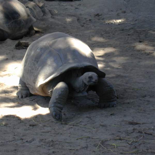 Les tortues de l'île Curieuse