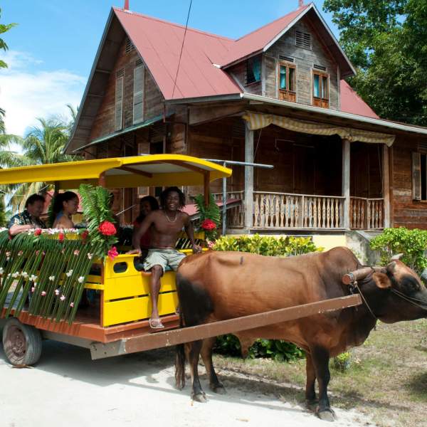 Visite originale en char à boeuf !