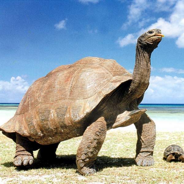 Les tortues géantes de l'île Curieuse