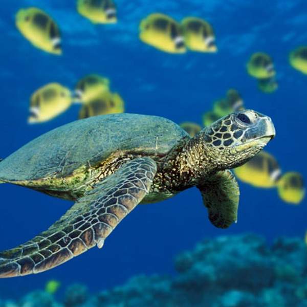 Nagez avec les tortues