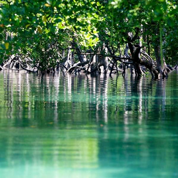 Dans la jungle de Lampi Island