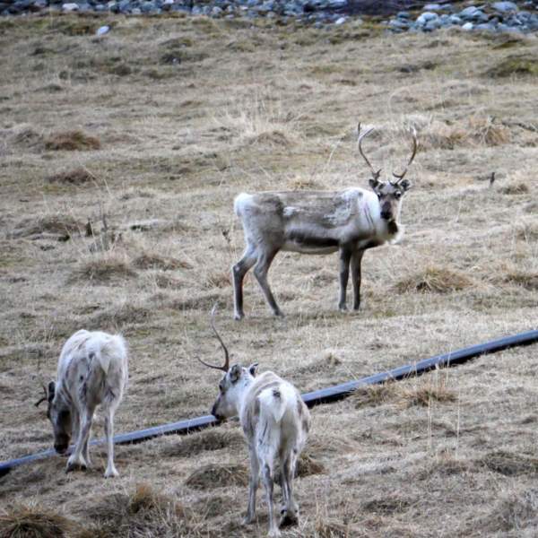 Observez des animaux dans leur habitat natural