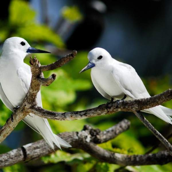 L'île Cousin, le paradis des oiseaux