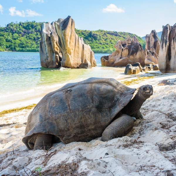 Les tortues géantes de l'île Curieuse