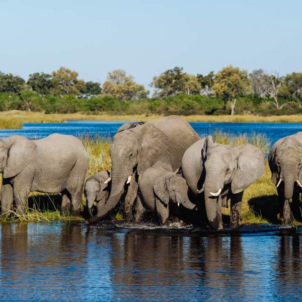 Eléphants de la rivière Chobé