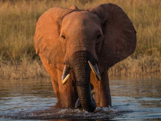 Croisière Safari au Zambèze